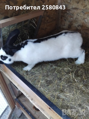 Зайци немска пеперуда чисти, снимка 11 - Други - 54154671