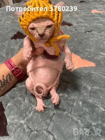 Котенца Канадски Сфинкс и Елф, снимка 2 - Сфинксове - 52495818