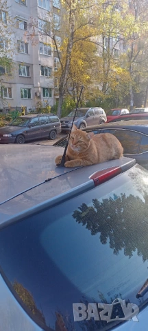 Почистване на Апартаменти, Мазета, Тавани и Дворове в София 