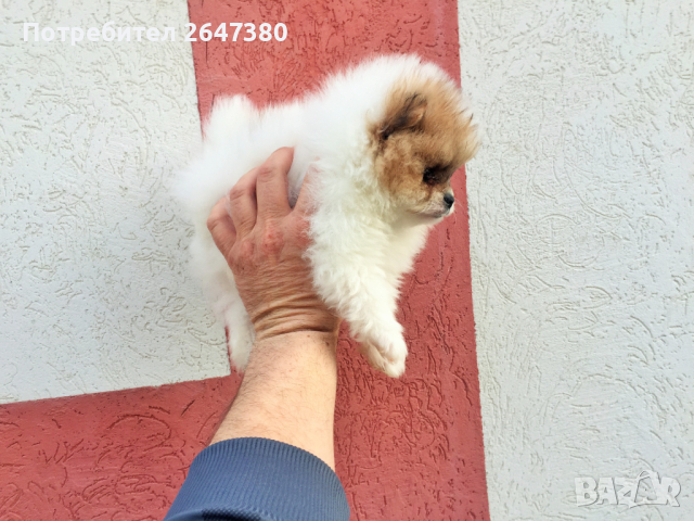 Померан , снимка 2 - Померан - 44736353