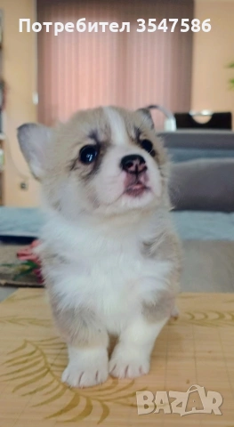 Кученца Уелско корги пембрук – приемат се резервации, снимка 3 - Други - 53220591