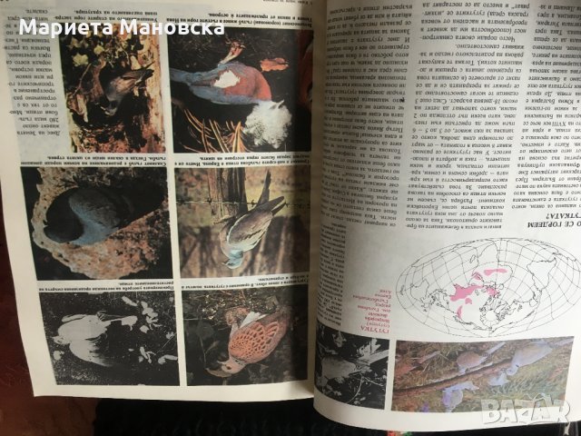 Какво знаем за птиците, снимка 2 - Енциклопедии, справочници - 31105960