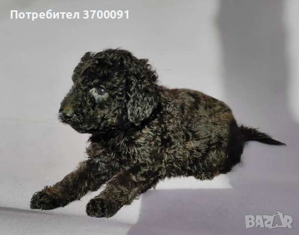 пудел / пуделчета, снимка 5 - Пудели - 53113051