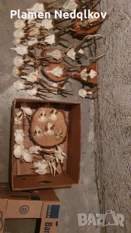 Сет рога, снимка 2 - Колекции - 39485402