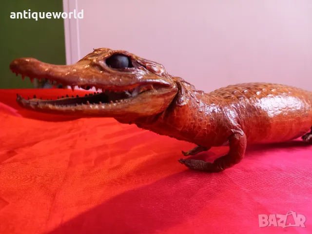Препариран КРОКОДИЛ, Кайман, снимка 7 - Антикварни и старинни предмети - 48232689