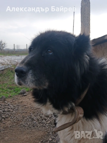Каракачански кучета , снимка 13 - Каракачанска овчарка - 54327853