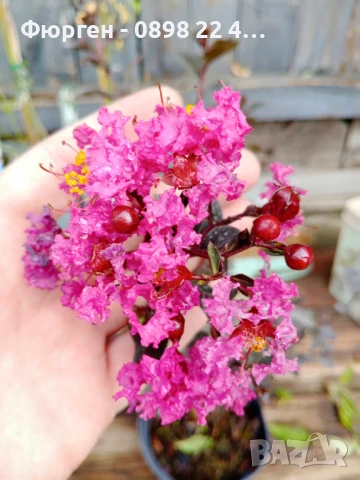 Индийски люляк Lagerstroemia indica Black Diamond Crimson red, снимка 4 - Разсади - 51236511