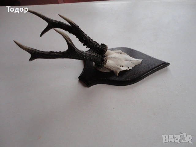 Страхотен ловен трофей рога 16, снимка 2 - Ножове - 54087398