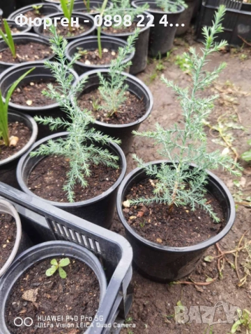 Аризонският кипарис, снимка 3 - Градински цветя и растения - 51410343