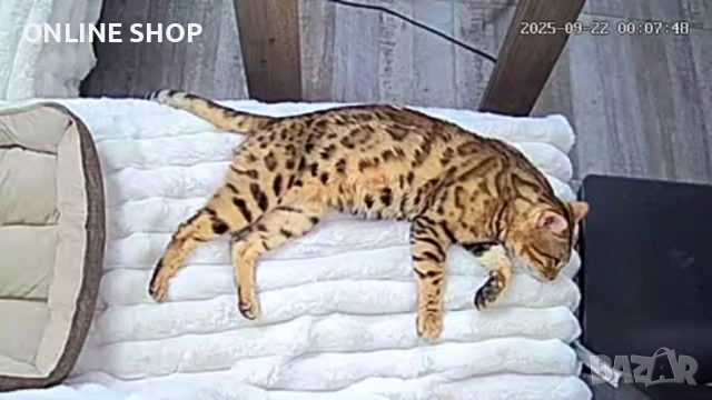 Бенгалска котка мъжка, снимка 4 - Бенгалски - 53142667