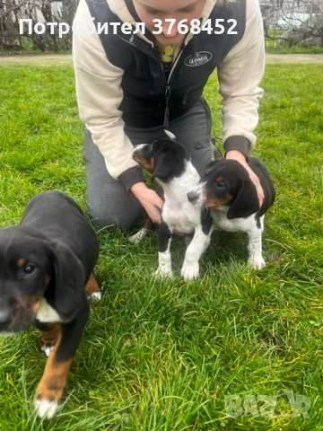 Продавам Трицветни Гончета, снимка 6 - Гонче - 52727535