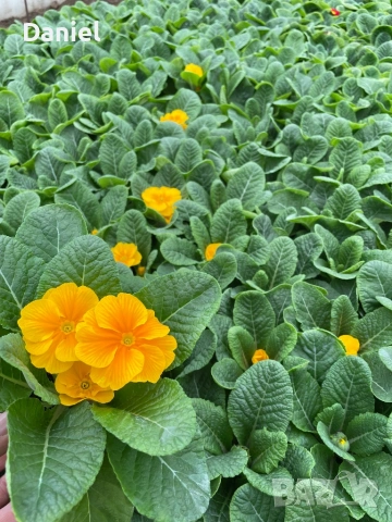 Цветя за 8 - ми март, снимка 8 - Градински цветя и растения - 53323438