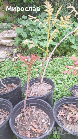 Продавам декоративно растение Китайски мехурник (Koelreuteria paniculata), снимка 4 - Градински цветя и растения - 51422603