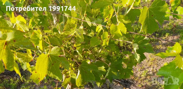грозде липа и зайбер , снимка 4 - Домашни продукти - 56184494