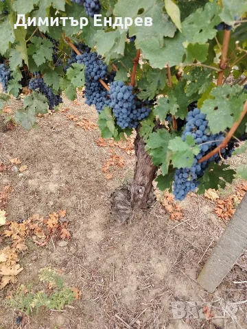 Продавам грозде Каберне и Мерло 