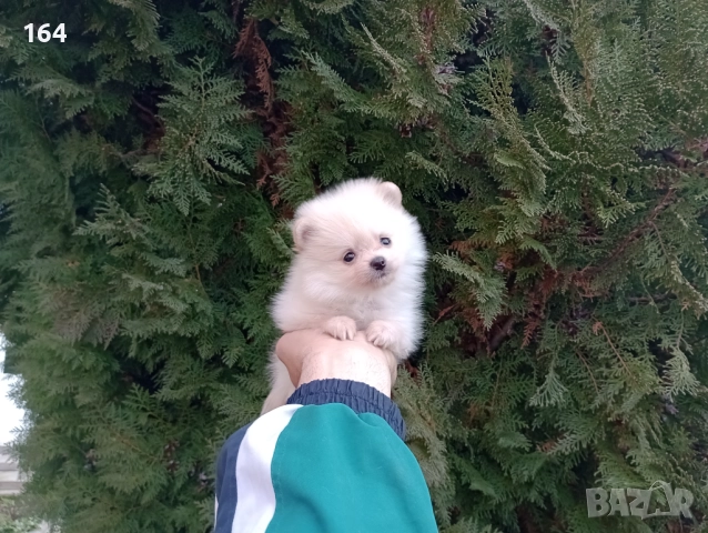 Женски Померани. Реални снимки от 22.12.25, снимка 8 - Померан - 52847976