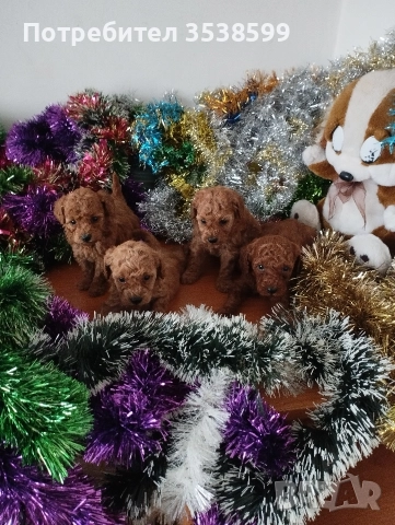 Той Пуделчета 