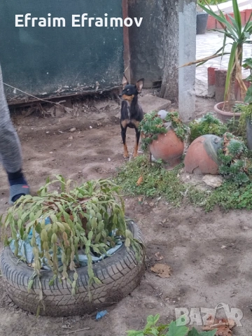 Пинчер на Мец 15 ден хубав, снимка 4 - Пинчер - 54177569