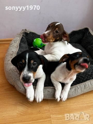 250лв-ЧИСТОКРЪВНИ КУЧЕНЦА-ДЖАК РЪСЕЛ 2010251322, снимка 2 - Джак ръсел териер - 52116716