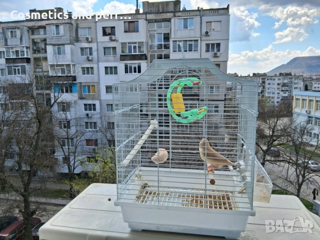 Продавам амадинки заедно с кафеса , снимка 6 - Амадини - 54138646