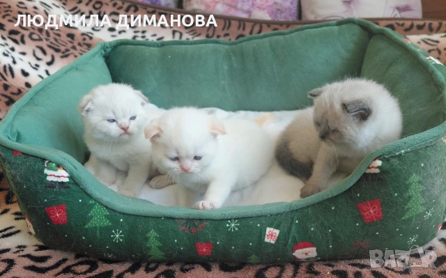 Шотландски мъжки със сини очи. , снимка 3 - Британска късокосместа - 54172287