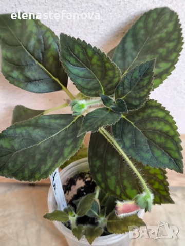 Сортови колерии, снимка 6 - Градински цветя и растения - 50887877