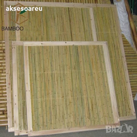 100 Семена от бамбук Moso-Bamboo рядко срещано растение за декорация на вашата градина бамбук мосо б, снимка 10 - Сортови семена и луковици - 37712119