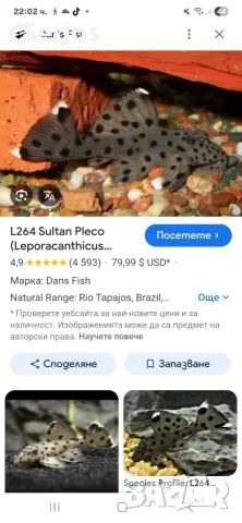 Анциструси и Хипанцитрус , снимка 7 - Рибки - 56407484