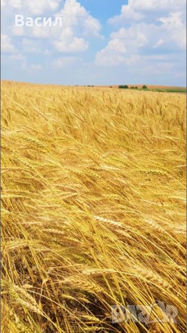 Земеделска обработваема земя ВЪЗМОЖНА ЗАМЯНА 