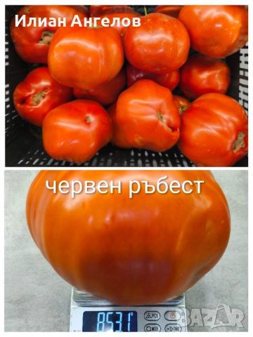 Семена от стари селски сортове домати,краставици и други, снимка 2 - Сортови семена и луковици - 52629365