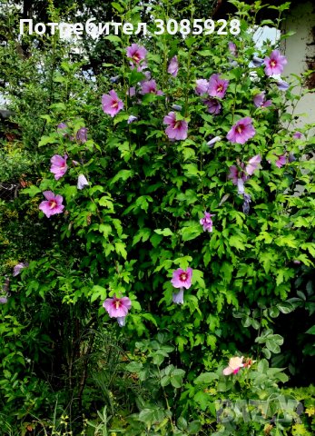 👌👌👌 Hibiscus syriacus, наричан роза на Шарон , снимка 5 - Разсади - 37402411