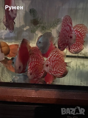 Продавам млади дискуси, снимка 5 - Рибки - 53222453