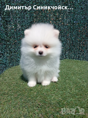 померан , снимка 2 - Померан - 54224690