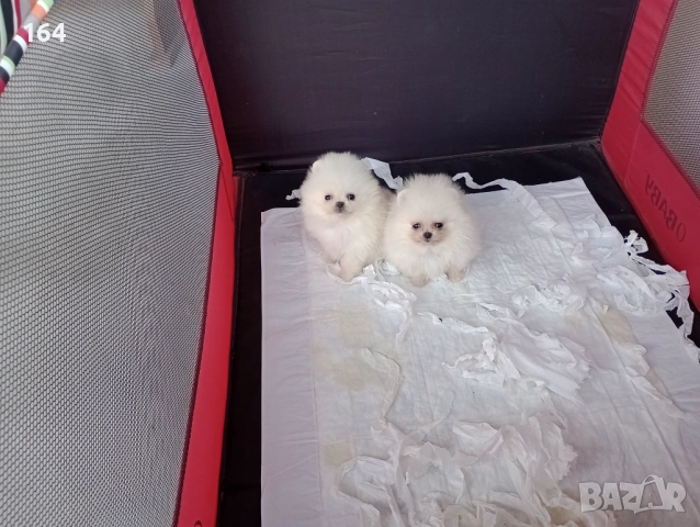 Мини Померани Миниатюрни минита. Момиченце и момченце. Снимки от 24.12.25 г. , снимка 2 - Померан - 52809054