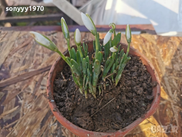 КОКИЧЕНЦА В САКСИЯ С ЛУКОВИЦИ 2801261400