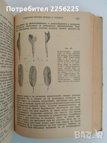 Произходът на човека и половият отбор 1947г, снимка 2 - Специализирана литература - 51520507