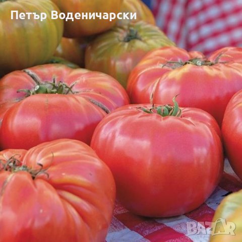 Био семе, расат на един от най-вкусните салатни сортове домати със супер, снимка 3 - Разсади - 37438041