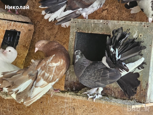 Продавам гълъби фенерлии, снимка 3 - Гълъби - 54212789