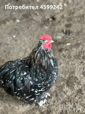 Продавам мини кохин млади петлета , снимка 3 - Кокошки и пуйки - 54077877