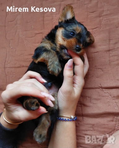Мини йоркширски териер (мини йорки) момченца, снимка 8 - Йоркширски териер - 52353564