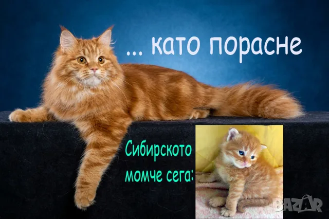 Сибирчета, сибирска котка, сибирски котенца, сибирско коте, хипоалергенни, рижи момчета, снимка 6 - Сибирски - 56150013