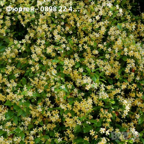 Жасмин вечно зелен Налични 4 вида, снимка 5 - Разсади - 49939528