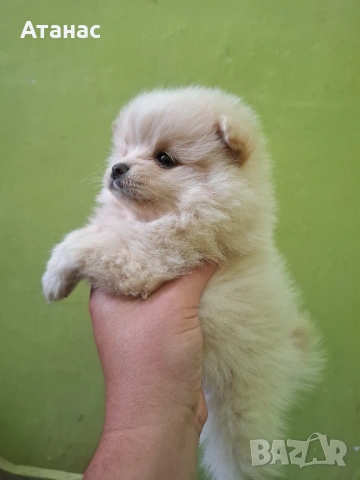 Померан, снимка 3 - Померан - 54134512