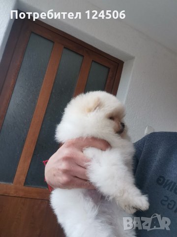 Померан, померанчета, снимка 8 - Померан - 35049070