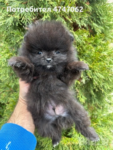 Померан мъжки, снимка 6 - Померан - 54112788