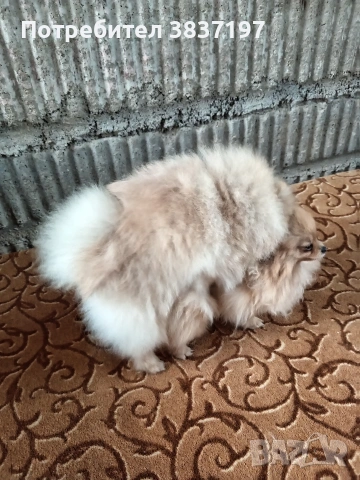 мъжки на 8 месеца , снимка 7 - Померан - 54030872