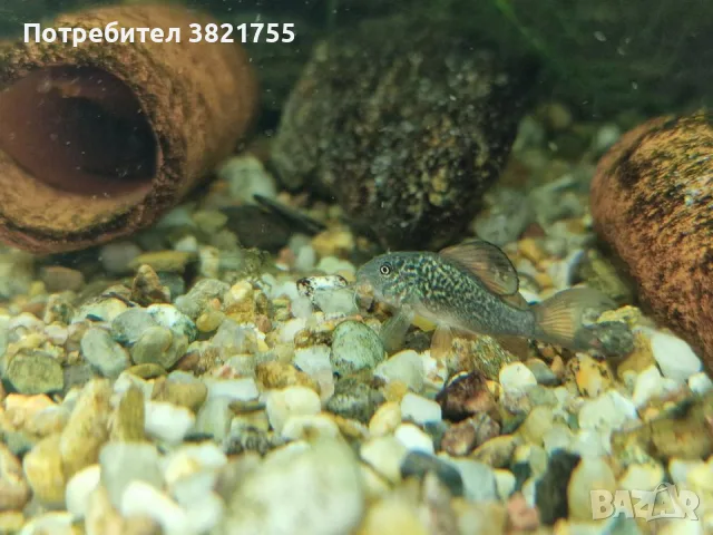 Сомче коридорас, зелен коридорас, brochis splendens, снимка 9 - Рибки - 56219126