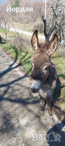 Продавам мъжко магаре , снимка 4 - Други животни - 54139822