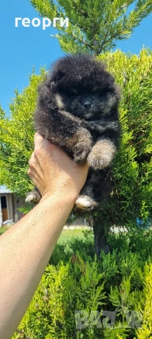 померан, снимка 3 - Померан - 50784620