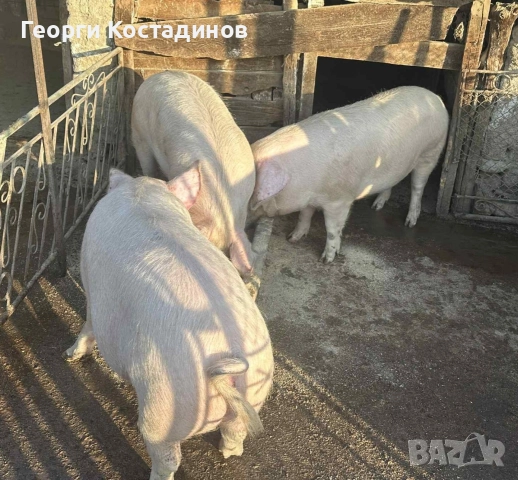 продавам домашни прасета , снимка 2 - Прасета - 52841029